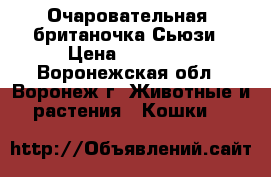 Очаровательная ,британочка Сьюзи › Цена ­ 10 000 - Воронежская обл., Воронеж г. Животные и растения » Кошки   